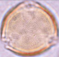 diversifolius